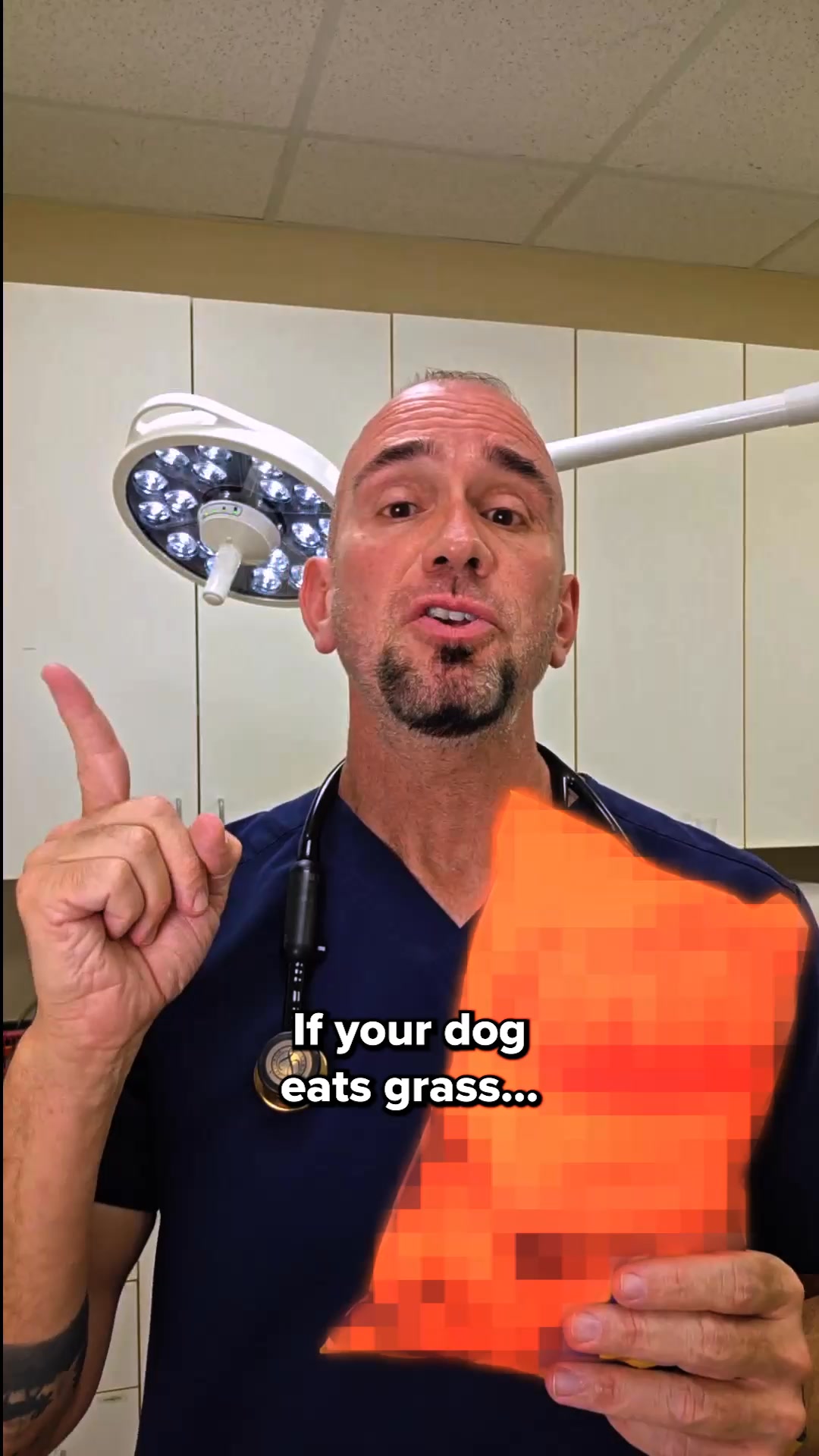 How to tell if your dog's gut needs help ‼️
