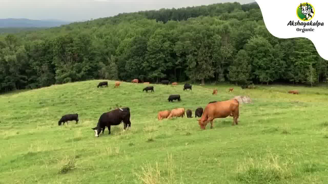 Organic milk you can trust