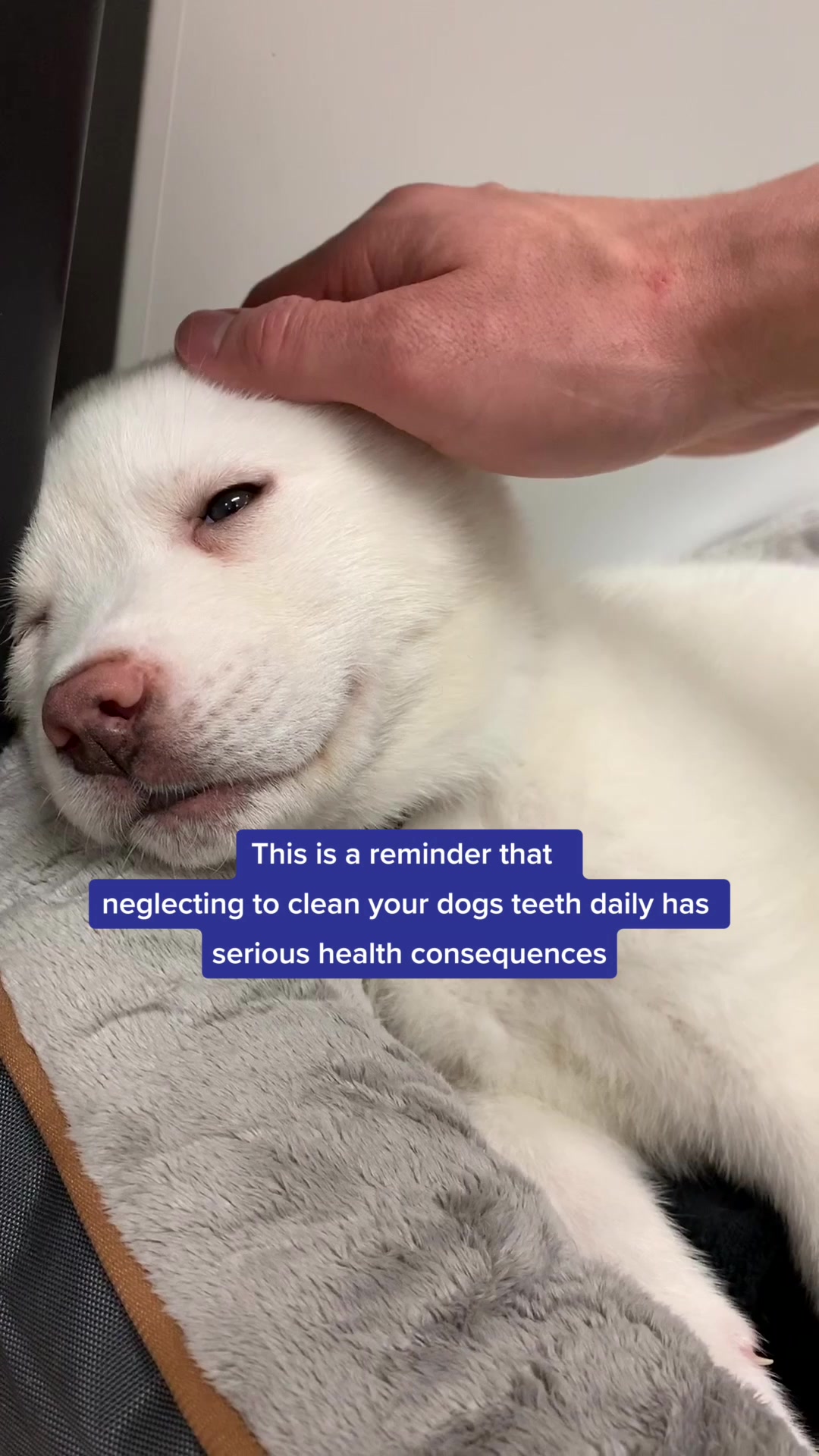 Reduces bad breath causing compounds in dog mouths by 40% 👀
