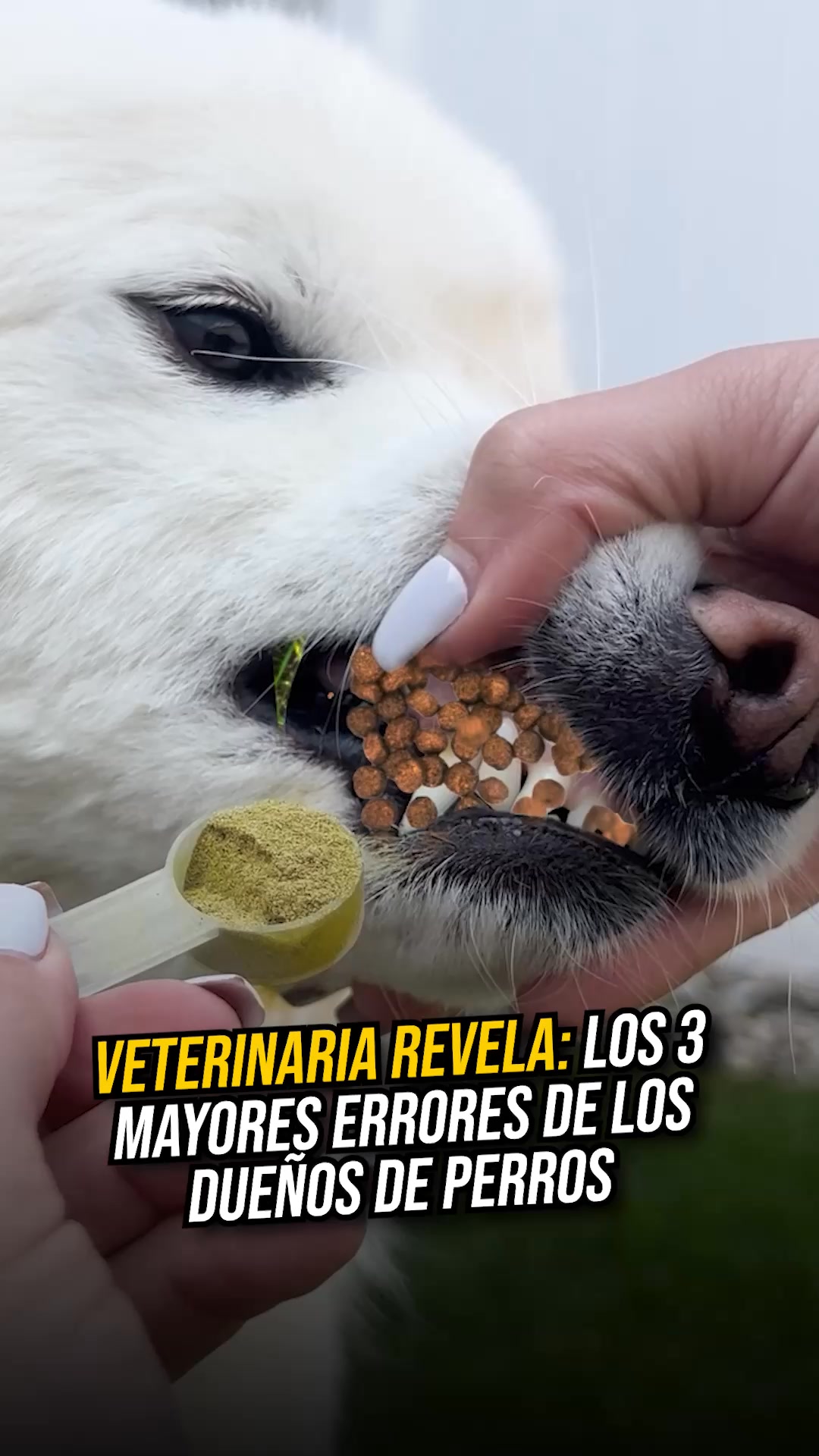 No ignores estas señales de alerta dental en tu perro