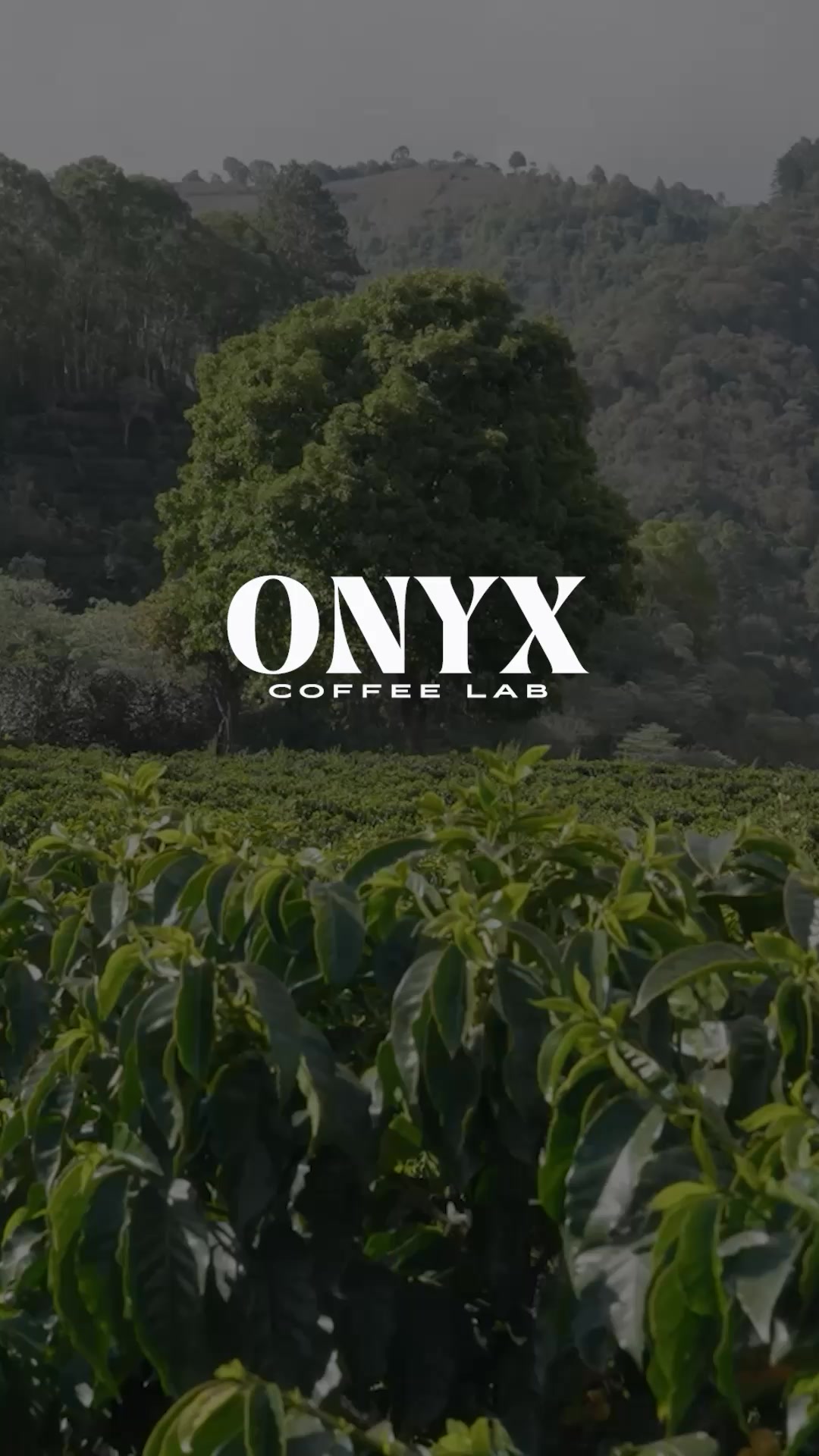 Discover Onyx Coffee