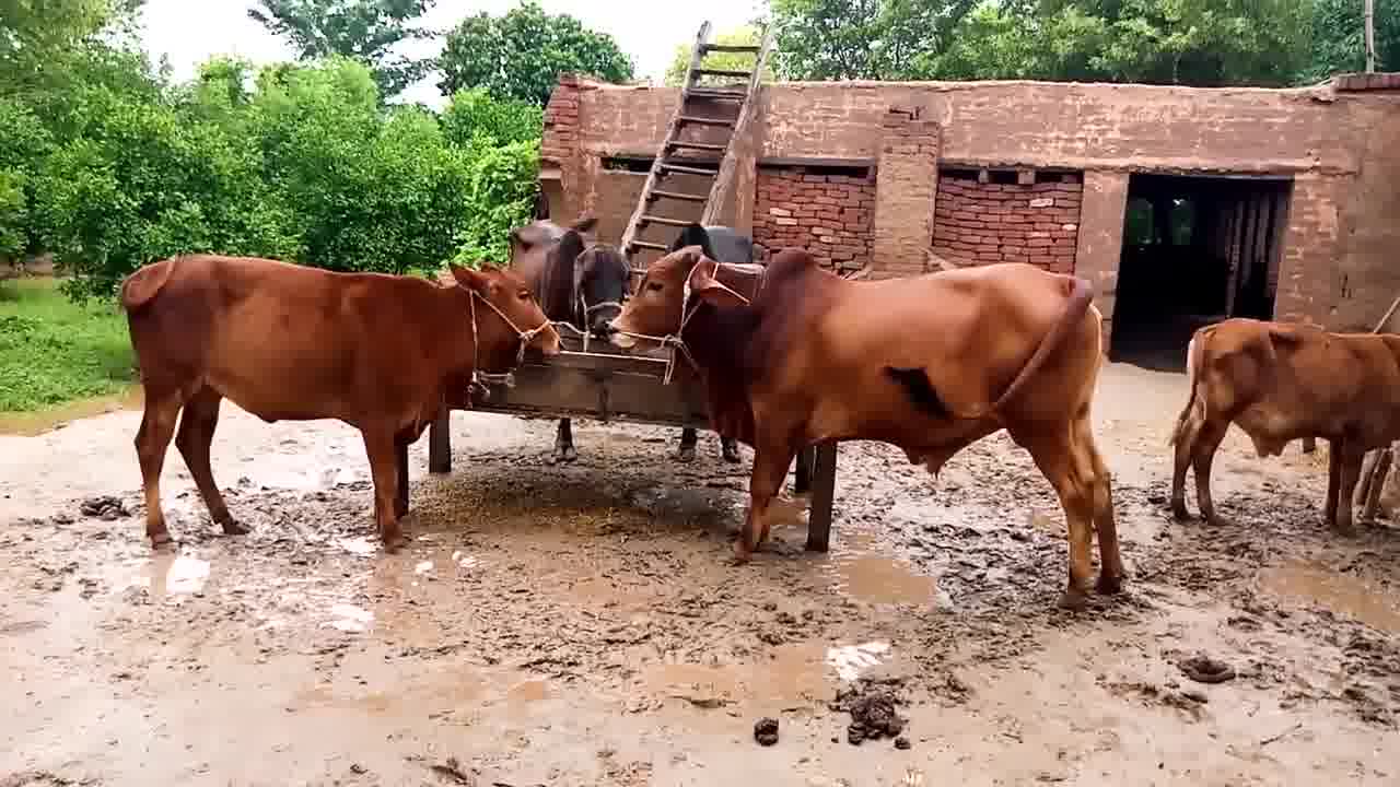 Choose good, organic food