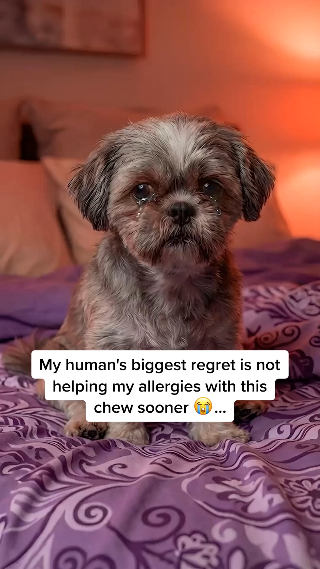 This "Allergy Chew" Gives Dog Second Chance At A Peaceful Life ❤️