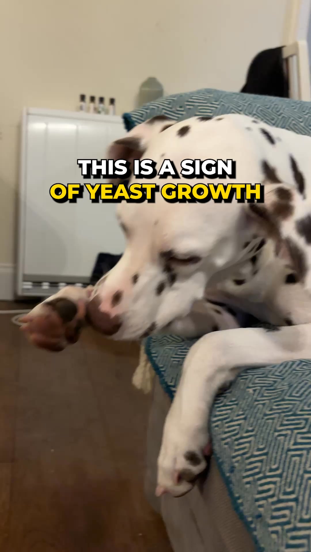 Meet the probiotic chew that targets yeast in dogs - fast