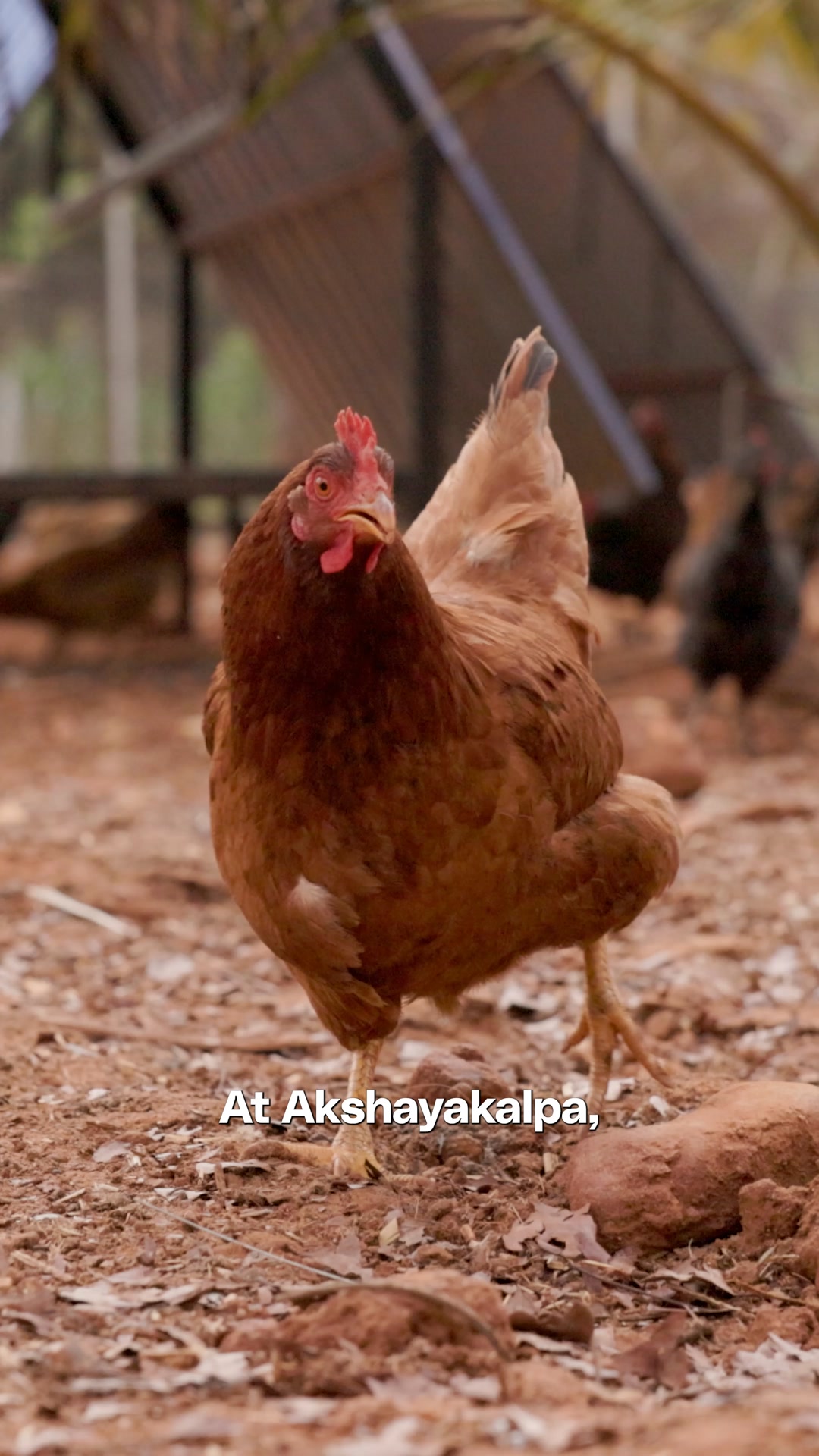 Antibiotic-free organic eggs.