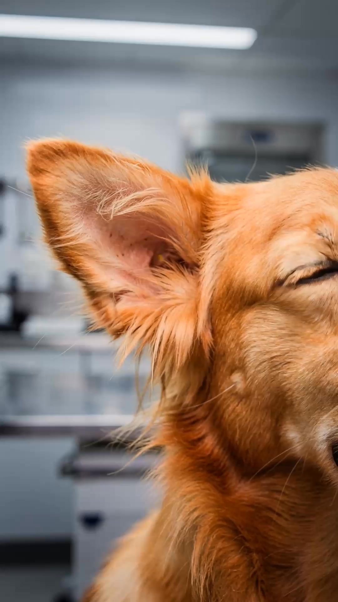 If your dog has floppy ears, this could be happening 🤯