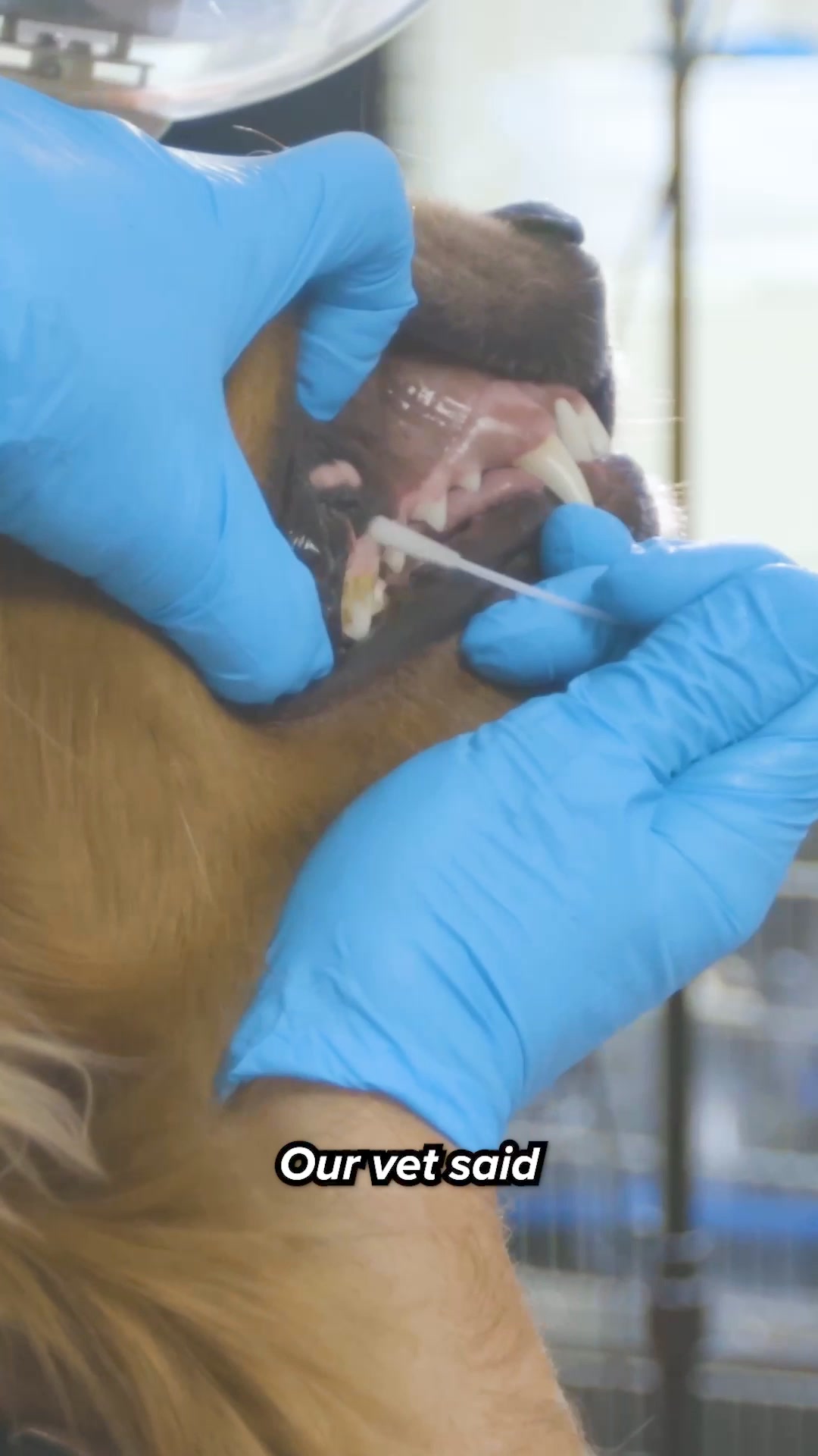 Dog gets unbelievable dental makeover with new powder