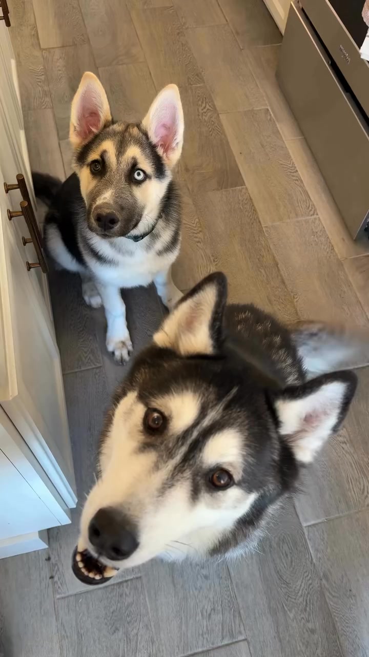 The First Human-Grade Dry Food for Dogs
