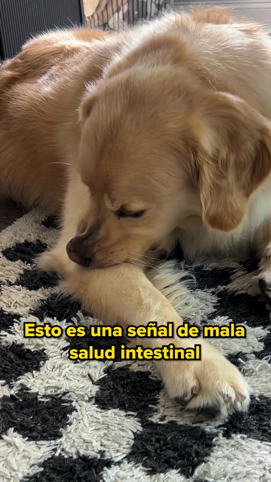 ¡Amado por dueños y veterinarios - estos masticables para perros con picor son increíbles! ❤️