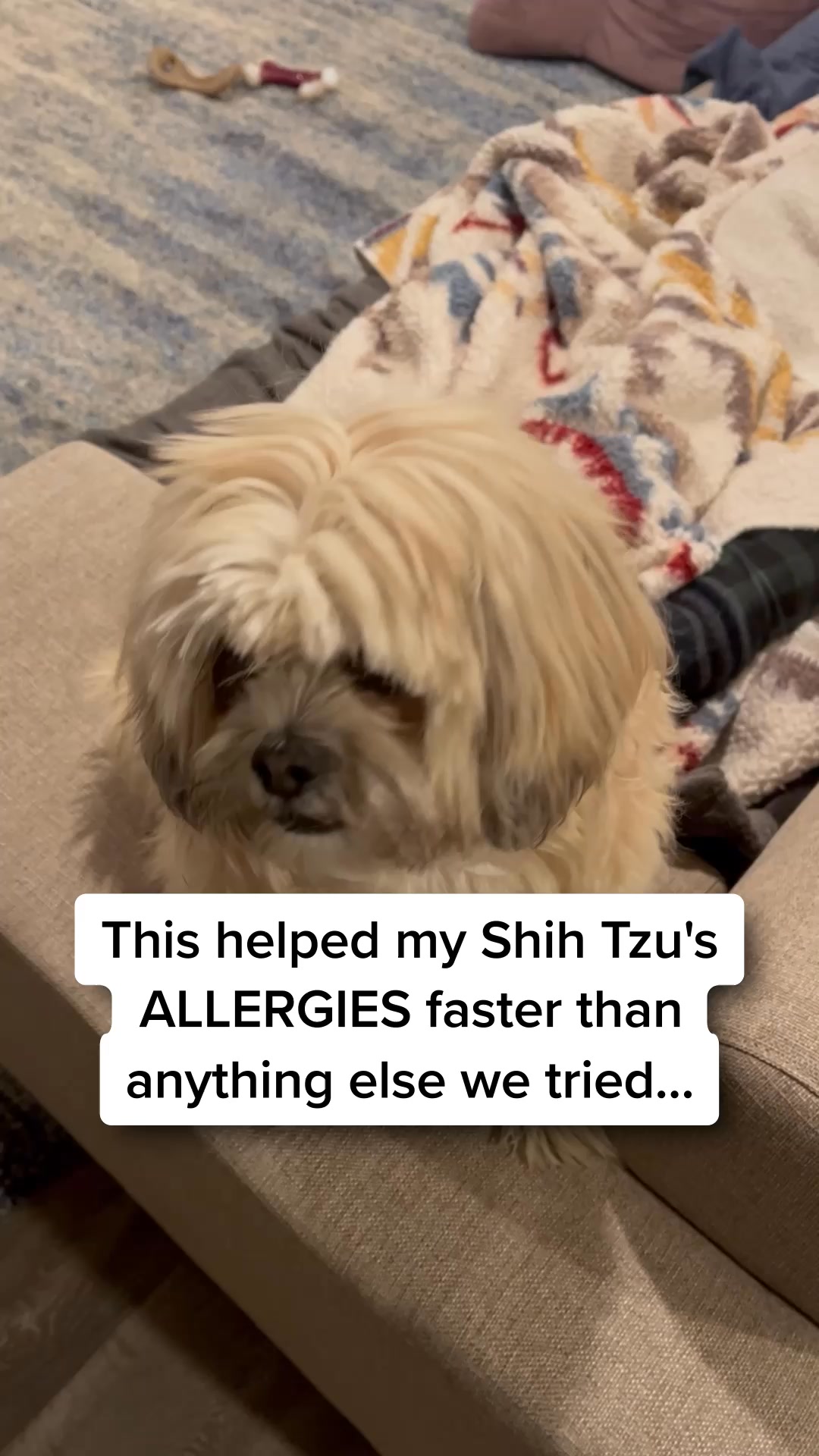 This Helped Our Shih Tzu’s Allergies