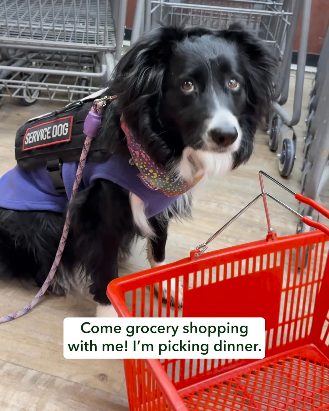 Sundays is no mess, no prep dog food that makes serving your pup 100% human-grade meals effortless. We want you to see how this can impact you and your pup so we’re offering 50% off your first box.