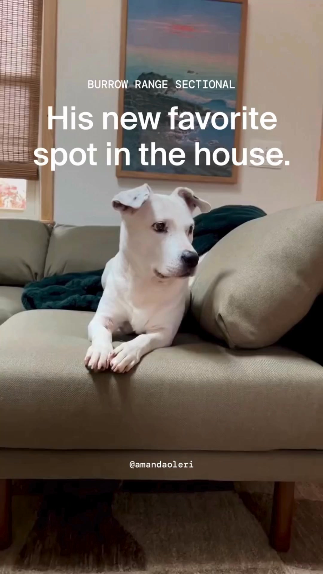Paws welcome here