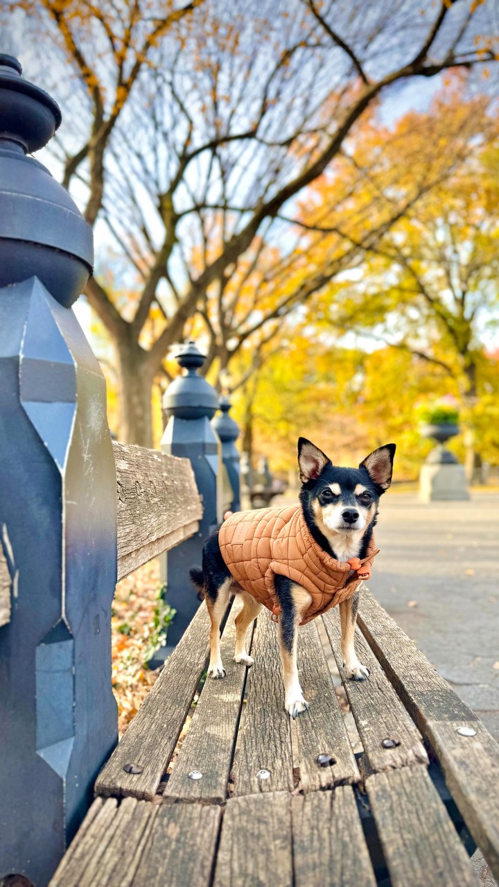 They say dogs can’t talk…�but sometimes, our bodies do. 💛

I’d been slowing down — shorter walks, longer naps, and stairs that felt steeper than before. My human thought it was just “getting older.” But deep down, I was 