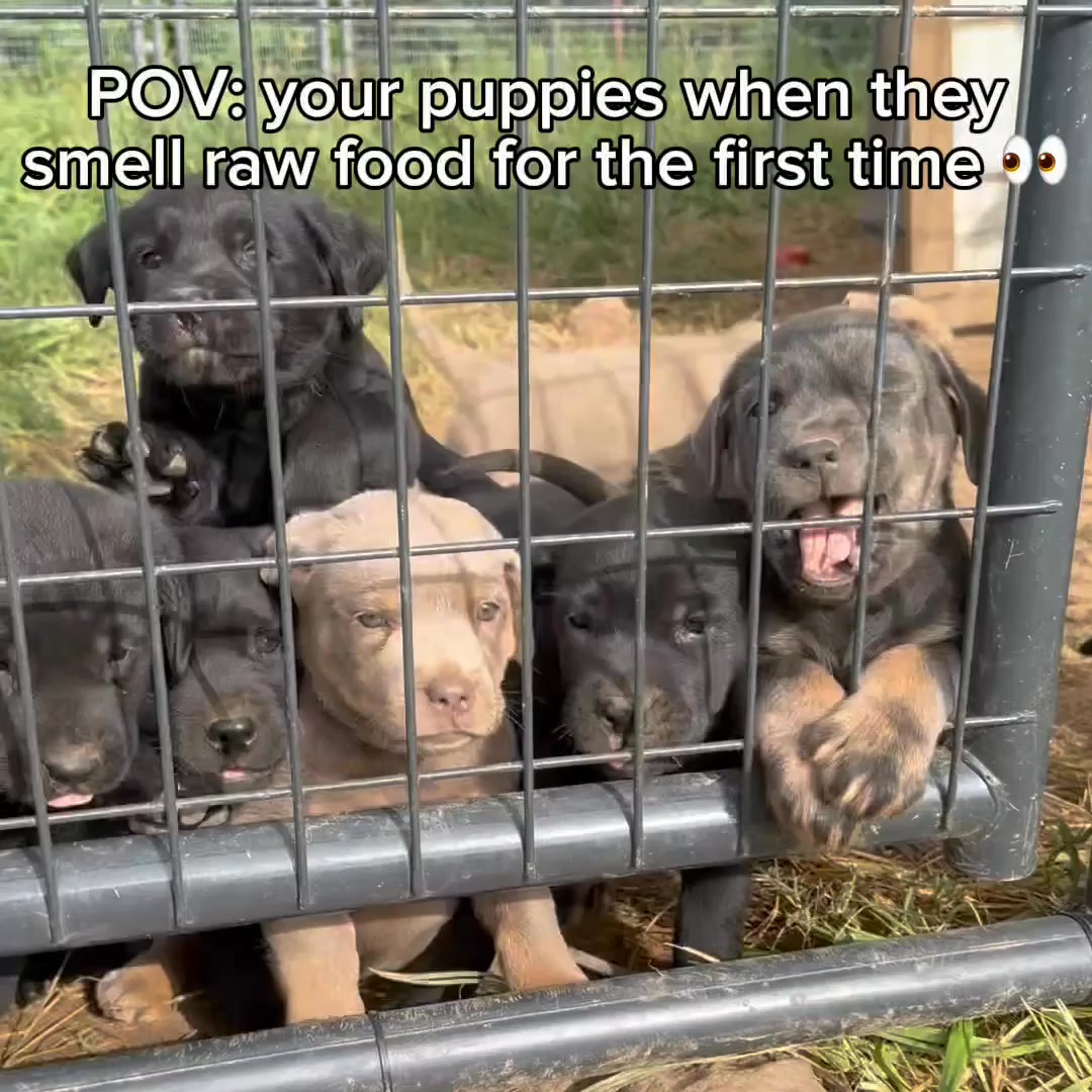 What you feed them now builds everything that comes after