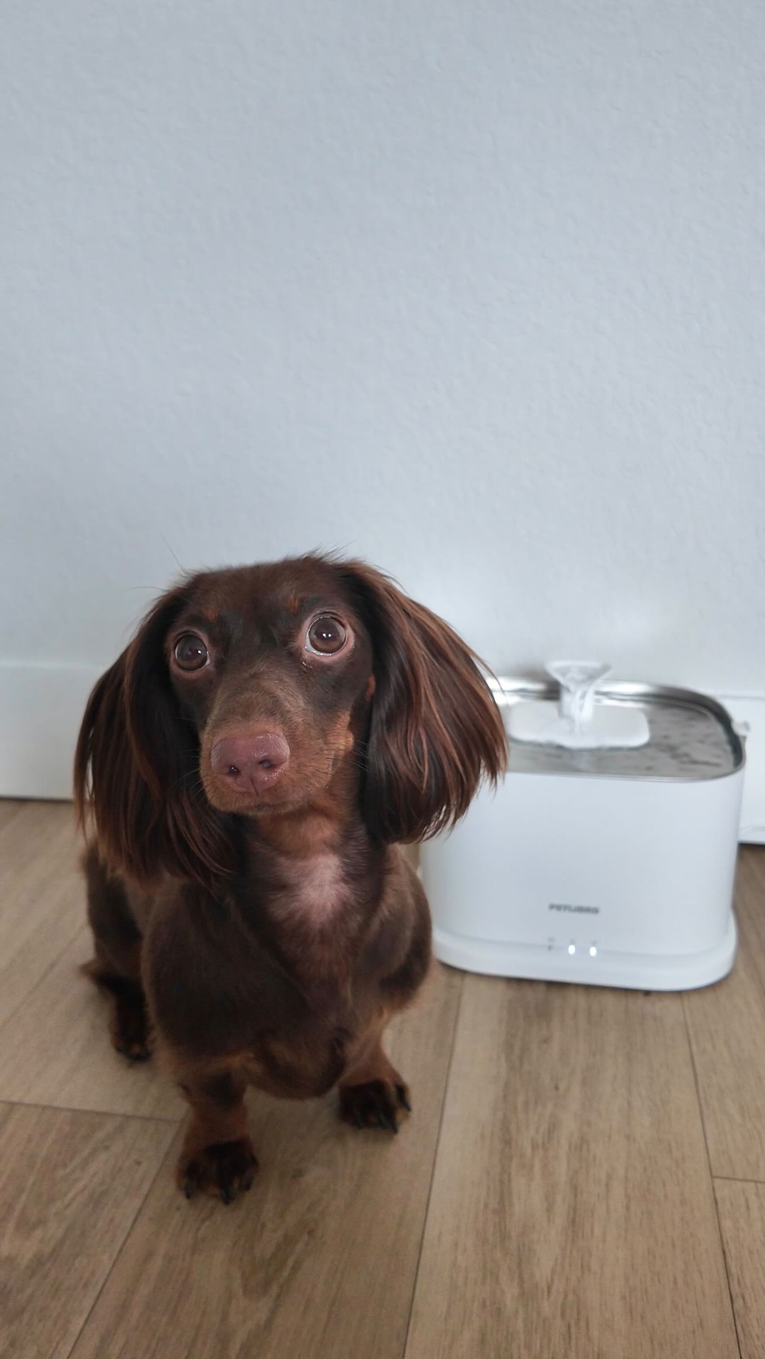 Keeping my pup hydrated used to be a constant worry… until we upgraded to the Petlibro Dockstream 2 Smart Fountain 💧🐶 Now she always has fresh, flowing water and I can even track how much she drinks from the app. Total g