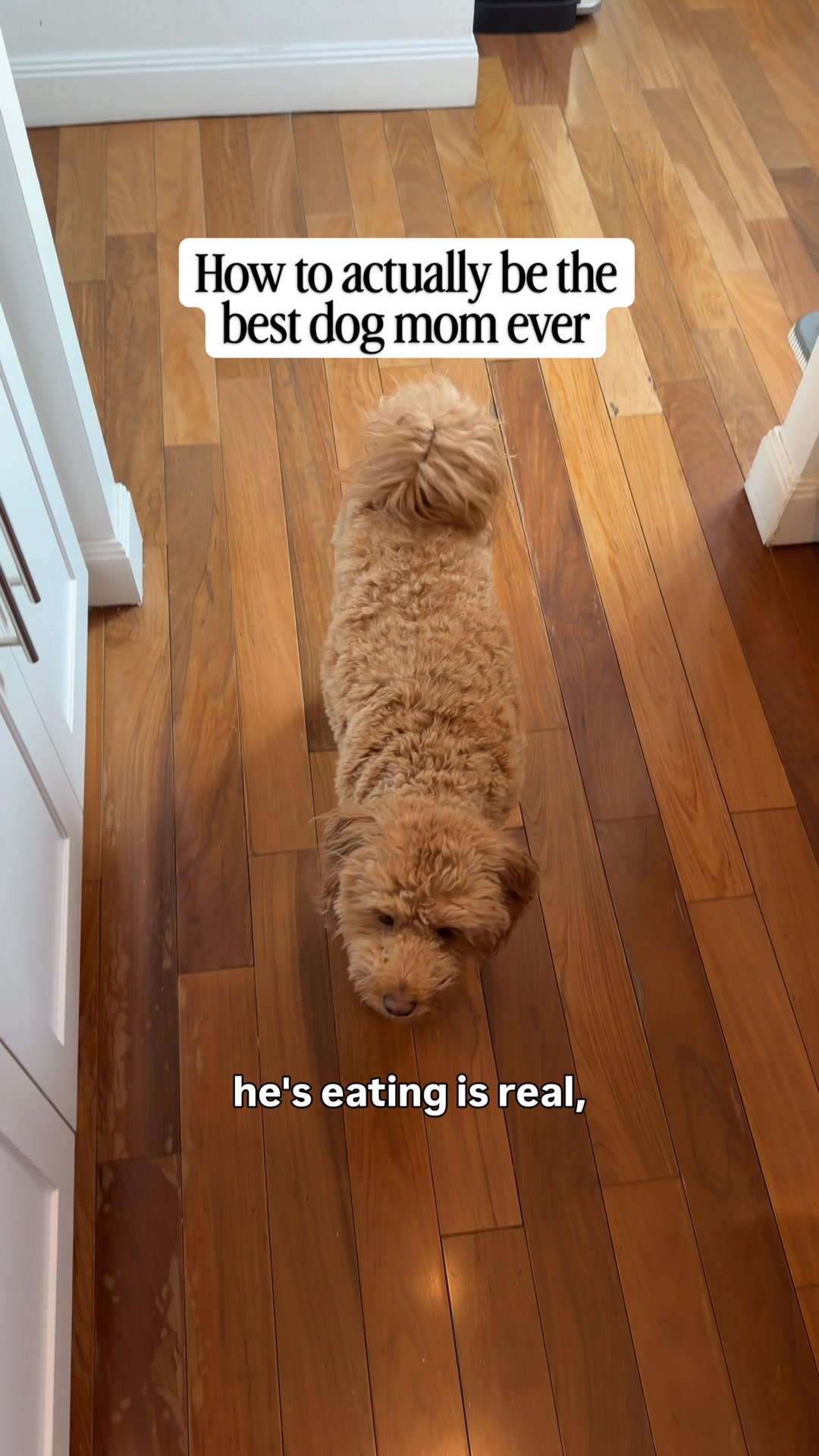 George has champagne taste and I fully support it. 🥂🐾 Ollie is human-grade, vet-approved fresh food and honestly he eats better than most people I know. Get 50% off your first box + a free Welcome Kit at Ollie.com.