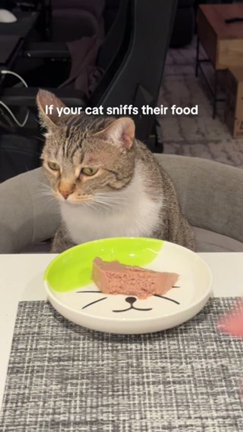 Human-Grade Fresh Cat Food