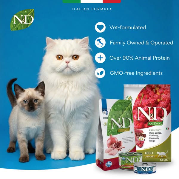 Upgrade Your Cat’s Bowl