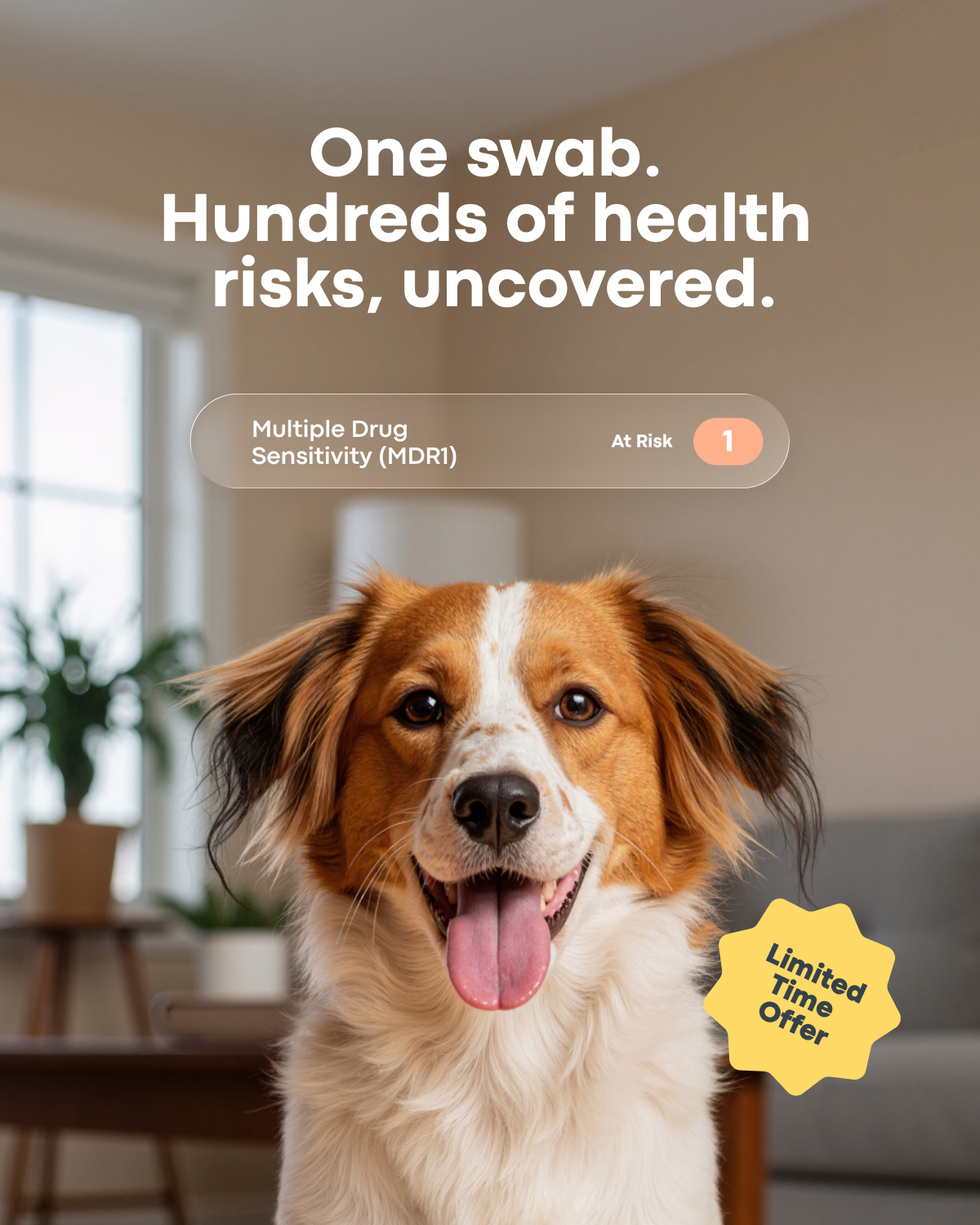 Gain powerful insights into your dog’s health and genetics—so you can prepare for every stage of life. Limited Time Offer.