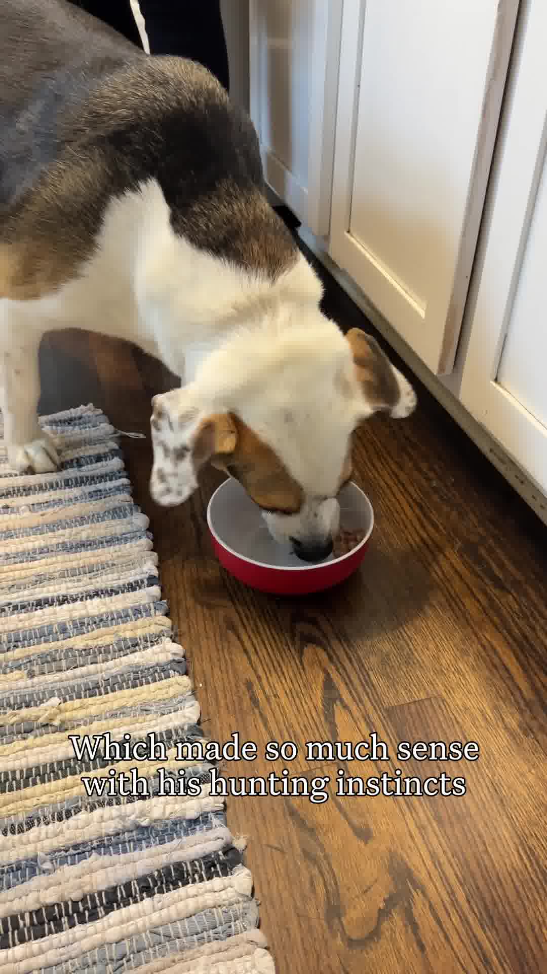 Pets are full of surprises. Stay a step ahead with breed, health, relative, and behavior insights so you can tailor care.