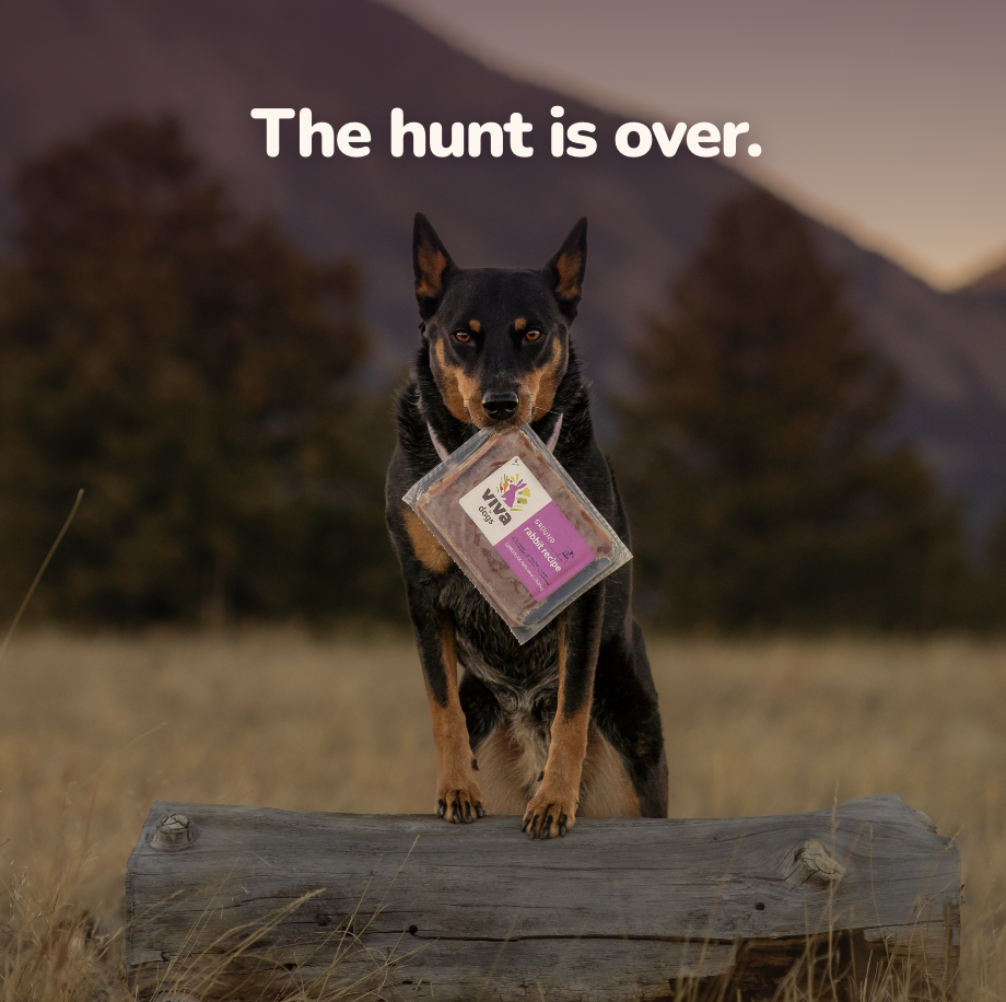 The Hunt Is Over 🐾