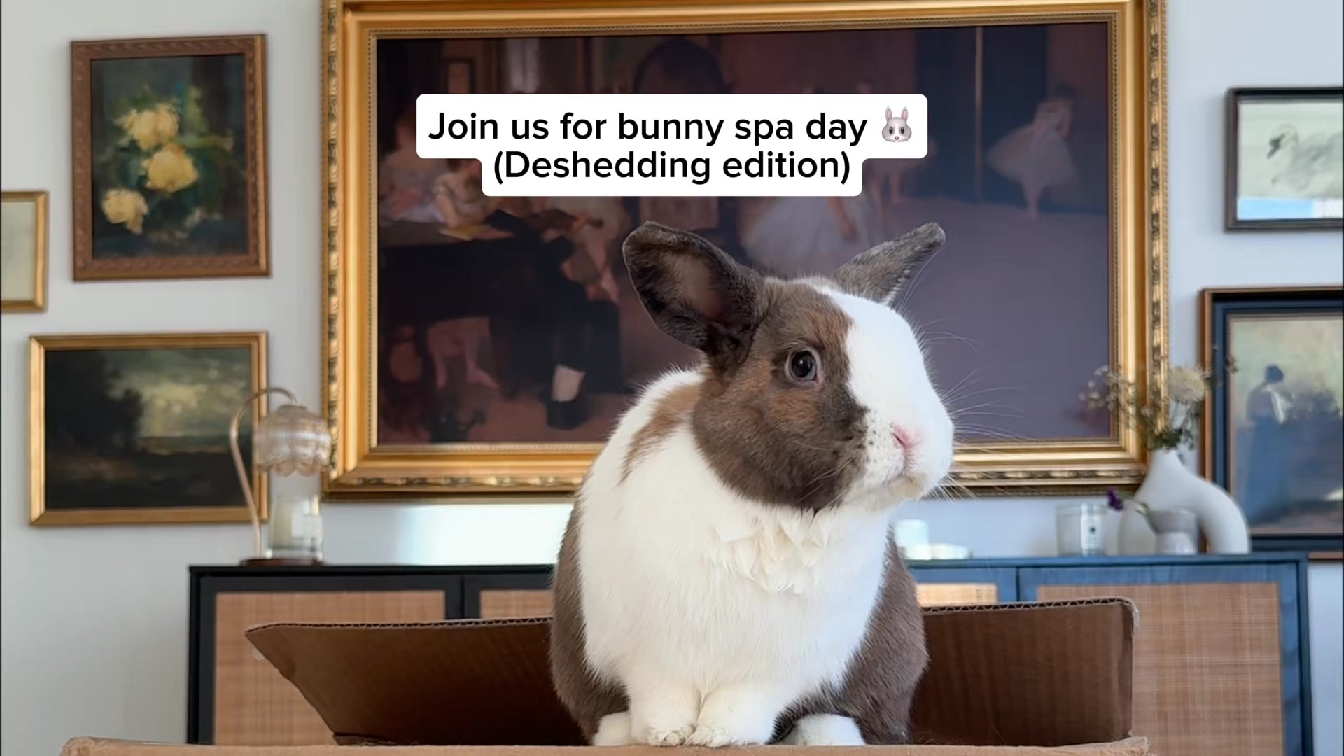 Shop Chewy's Small Animal Essentials!
