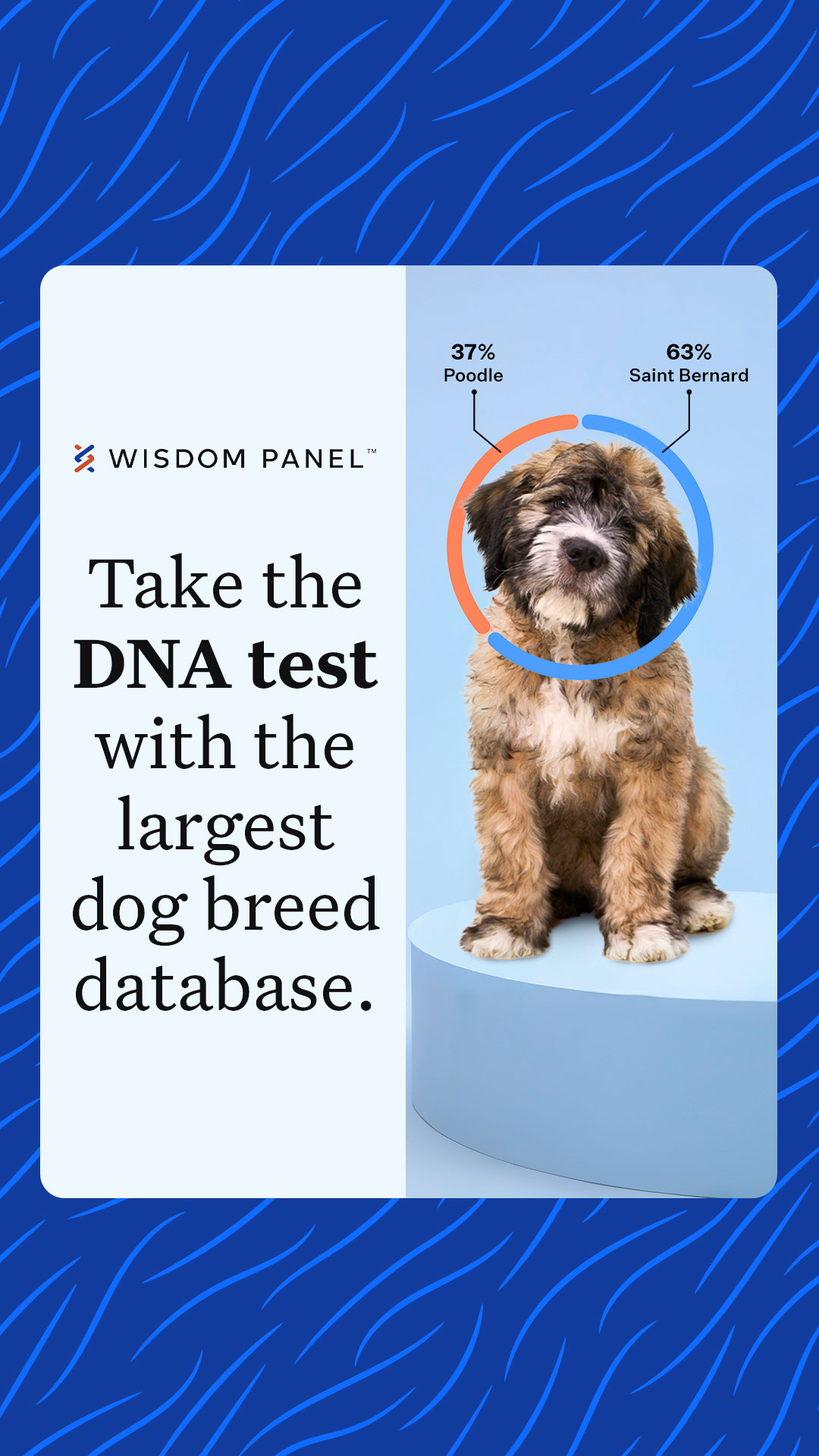 Get insights into your dog's health, breed, behavior, and relatives from the most accurate dog DNA test.