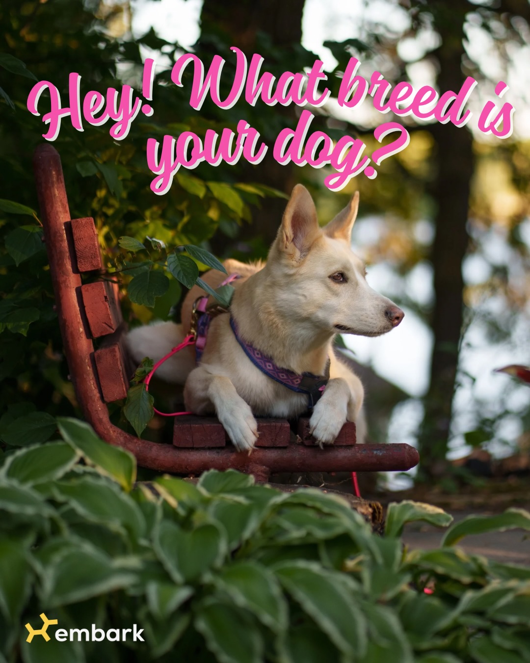 This is the number one question I get when people first meet Nova, or first see a photo of her… so here’s the answer to everybody’s burning question: what breed is she?!

I got an @embarkvet test done on her years ago (n