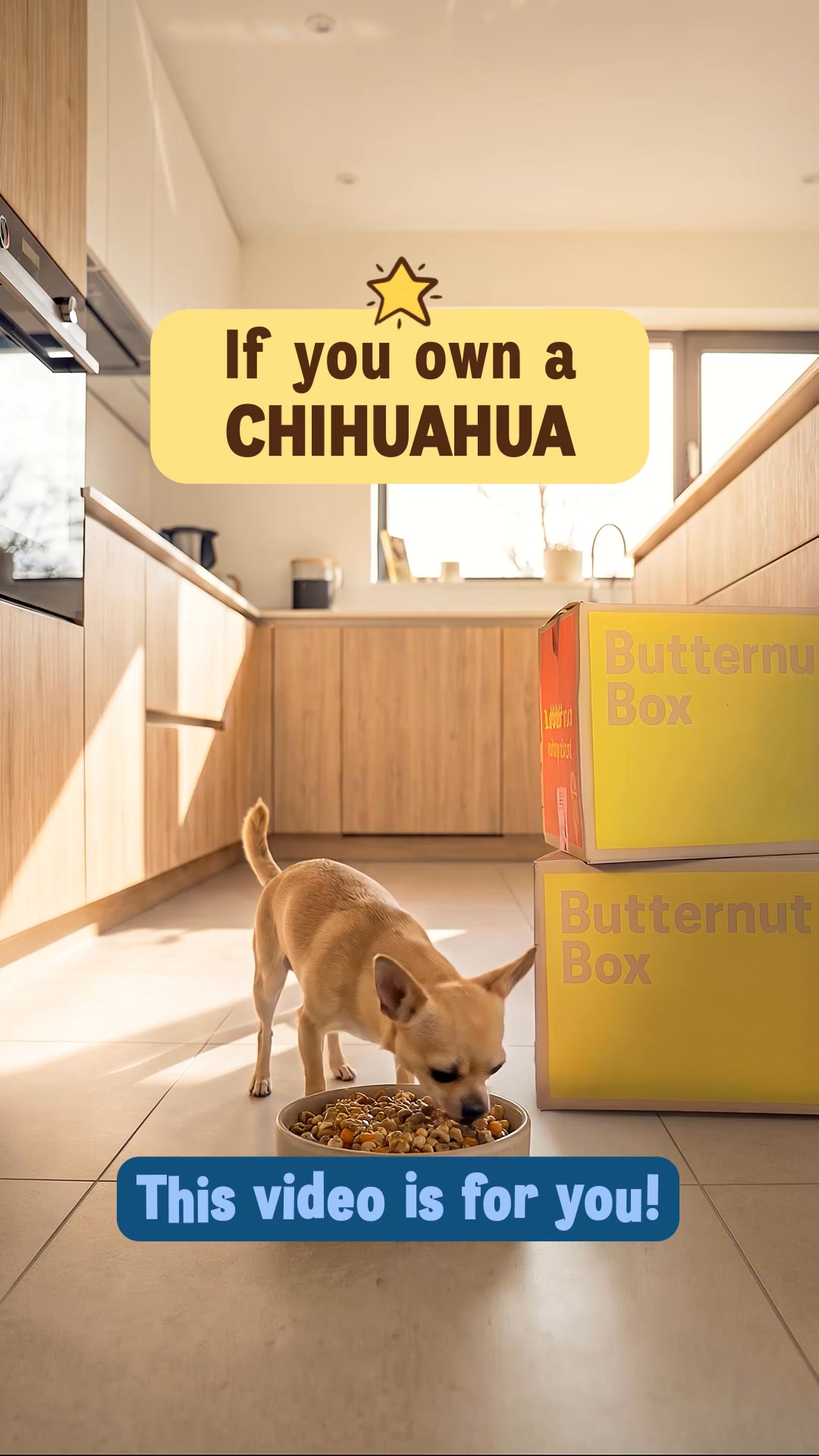 🐶 WANTED: CHIHUAHUA owners who want to TEST 3 months of Butternut Box for FREE! 🐶