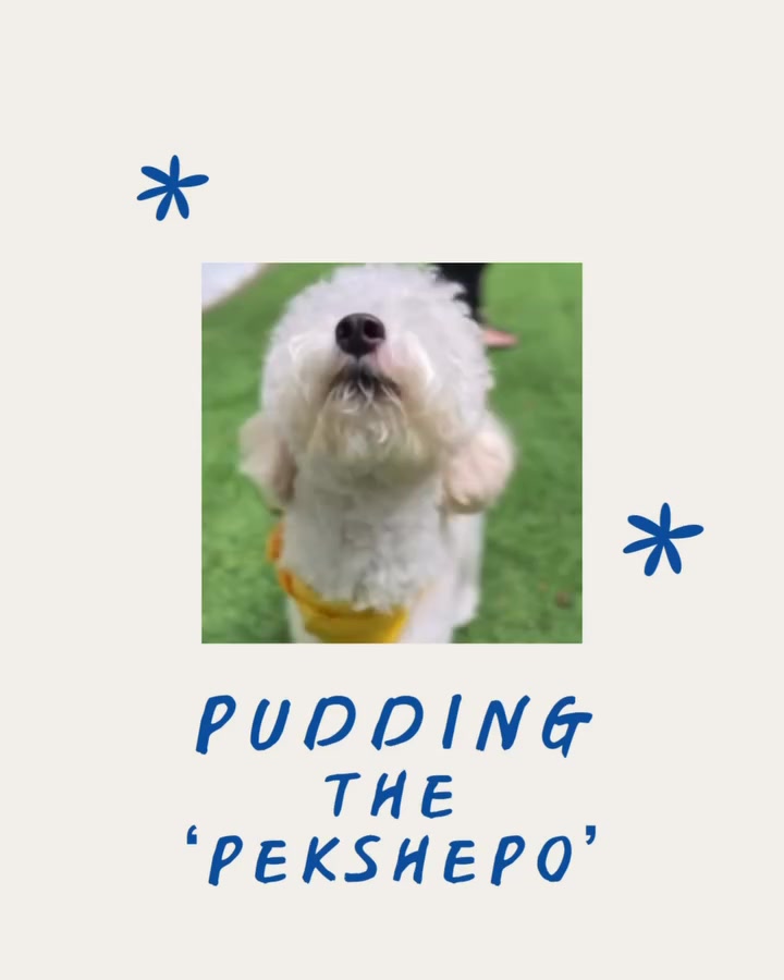 Pudding isn’t just a poodle — he is a Pekshepo 👀🤟🏼 @embarkvet

Credits: puddingpuddingme