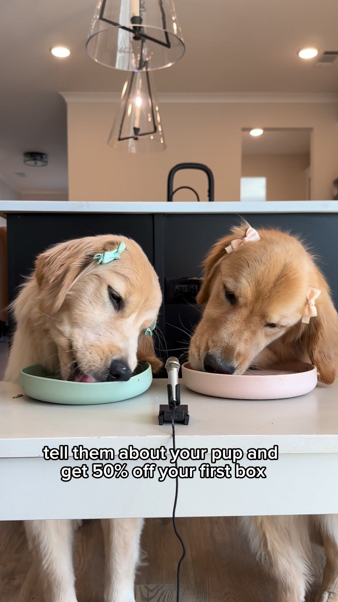 My dogs eat better than I do and I have zero regrets. 🐾 Pearl and Poppi are family, so they get Ollie. Get 50% off your first box + a free Welcome Kit at Ollie.com.