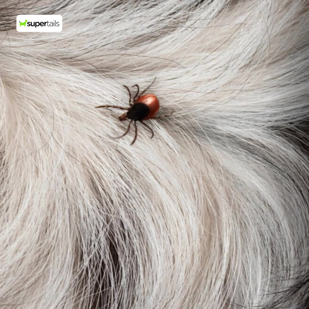 Everyday wellness care made easy with Supertails