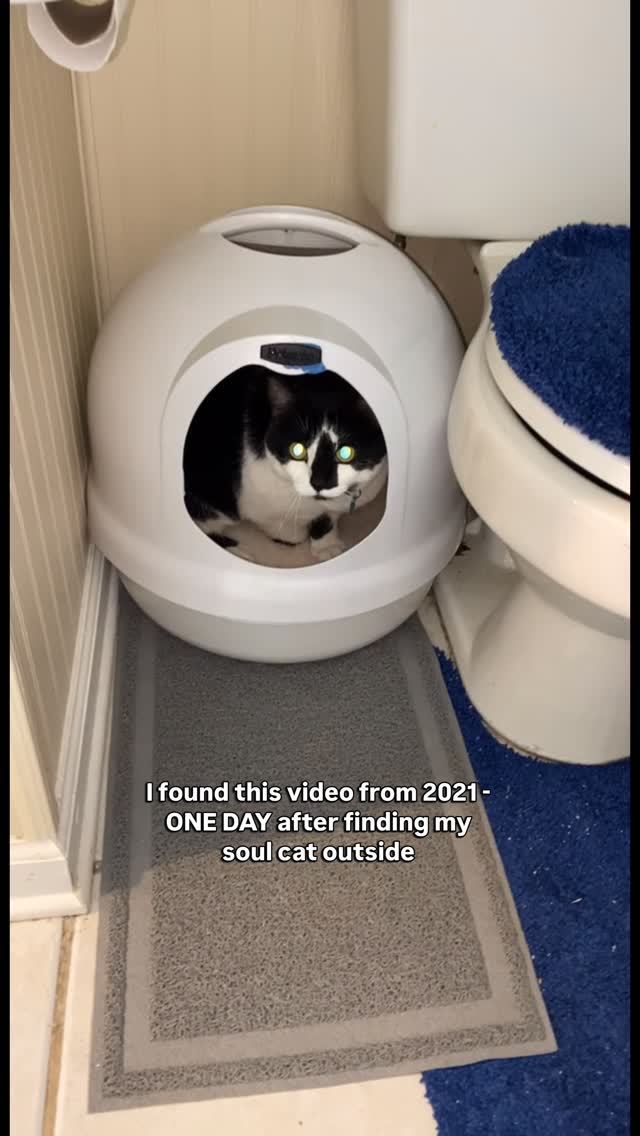 I found this video of when I first found Miss Biscuit! I knew she was meant to be my soul cat! I heard of PrettyLitter right after finding her, and because I cared so much about her, I knew I would never switch to any ot