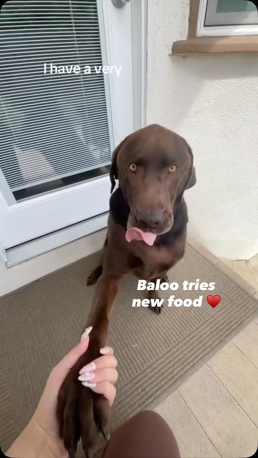 Thank you @themaxbone for introducing Baloo to the Glow Up Freeze Dried Turkey Recipe you guys have! #ad Packed with superfoods and minimal processing it is a formula my baby needs to stay balanced and healthy! #chocolat