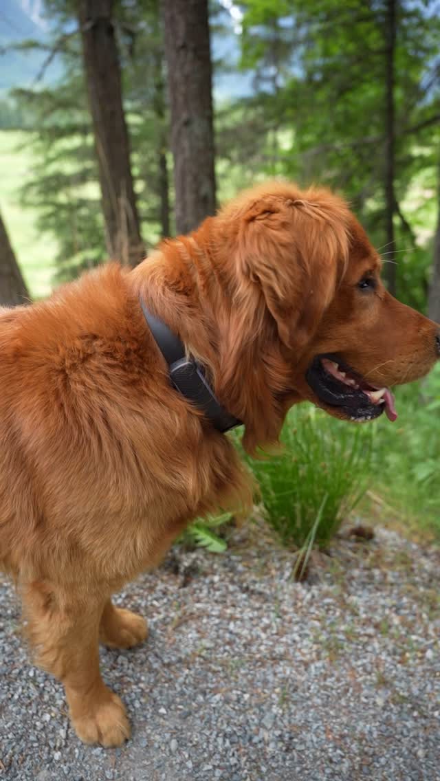We used to rely on an AirTag to track Bo, until it failed us during a real emergency 😔

On Feb 24, Bo went missing again. No signal, just “last seen 45 minutes ago.” I was late for work, panicking, and that was our wake-