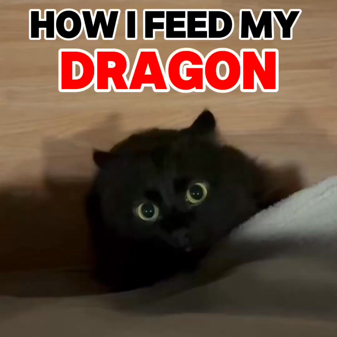 My Dragon Has Spoken 🔥
