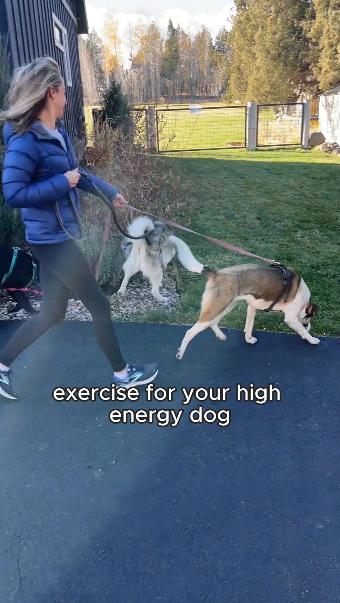 The BEST way to exercise 🐕