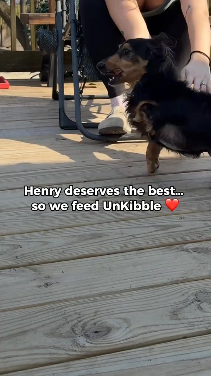 With only one functioning leg, his nutrition matters more than ever. So far, dinner time and the happy hops say he approves. 🐾

#unkibble #spotandtangopartner #healthydogfood #spotandtango @Spot & Tango