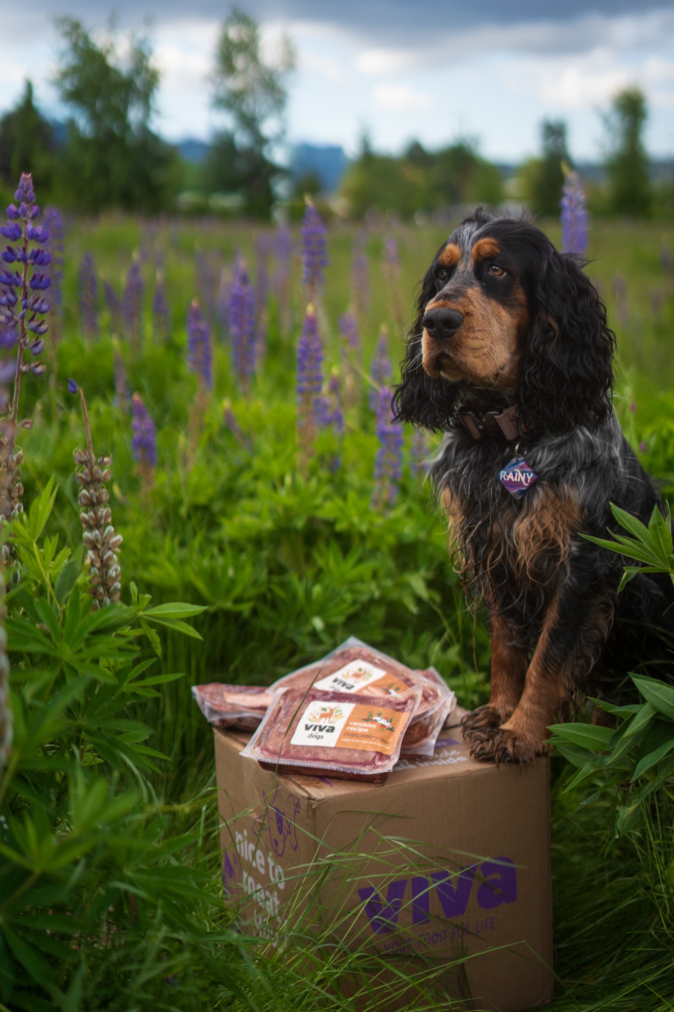 Venison Season Is Here - For A Limited Time Only