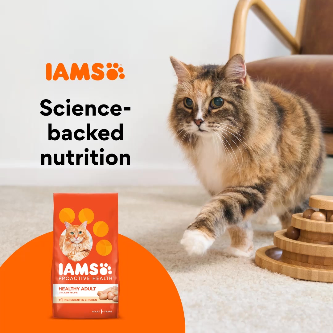 Support 5 key areas of your cat’s health