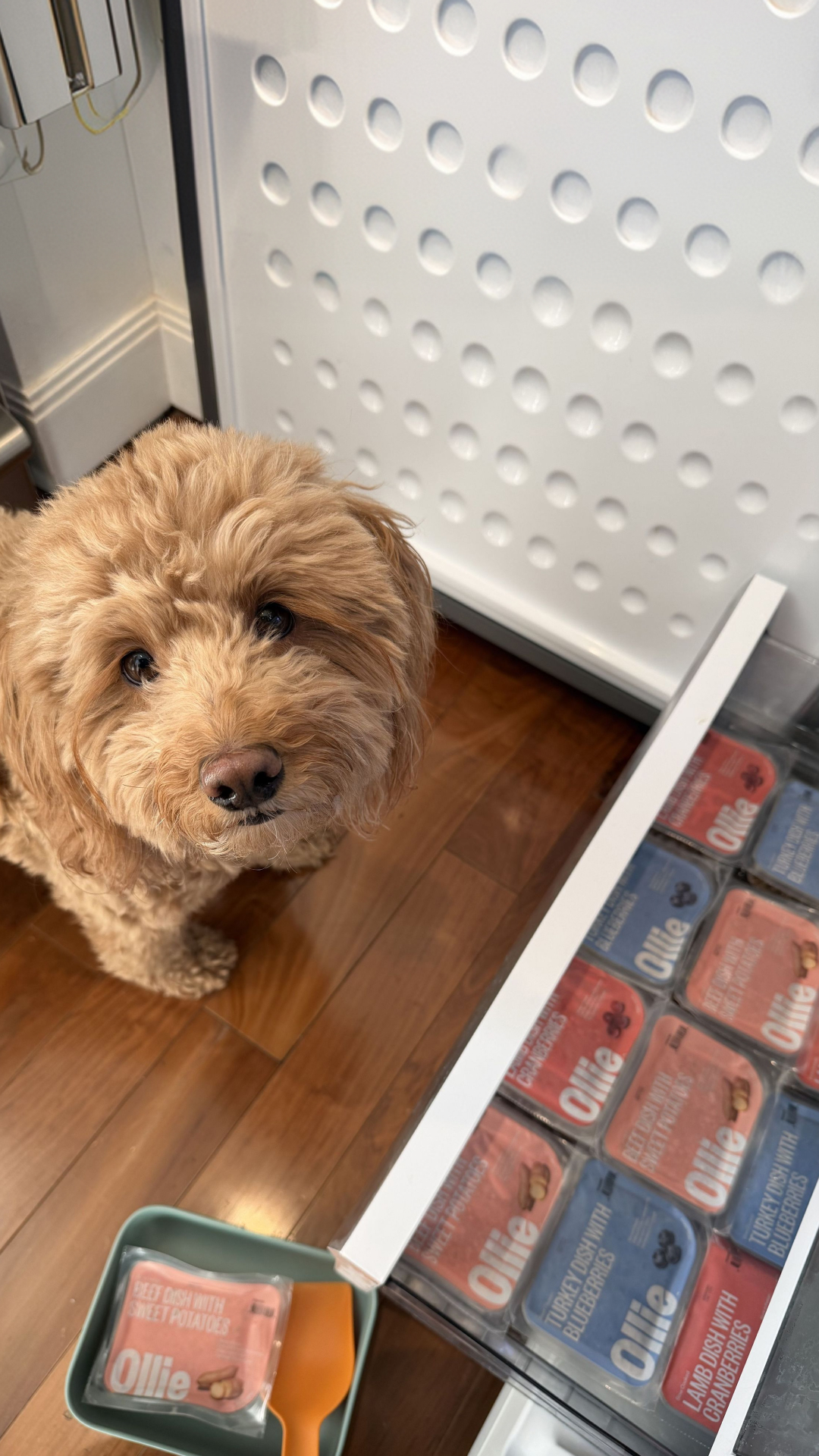 George has champagne taste and I fully support it. 🥂🐾 Ollie is human-grade, vet-approved fresh food and honestly he eats better than most people I know. Get 50% off your first box + a free Welcome Kit at Ollie.com.