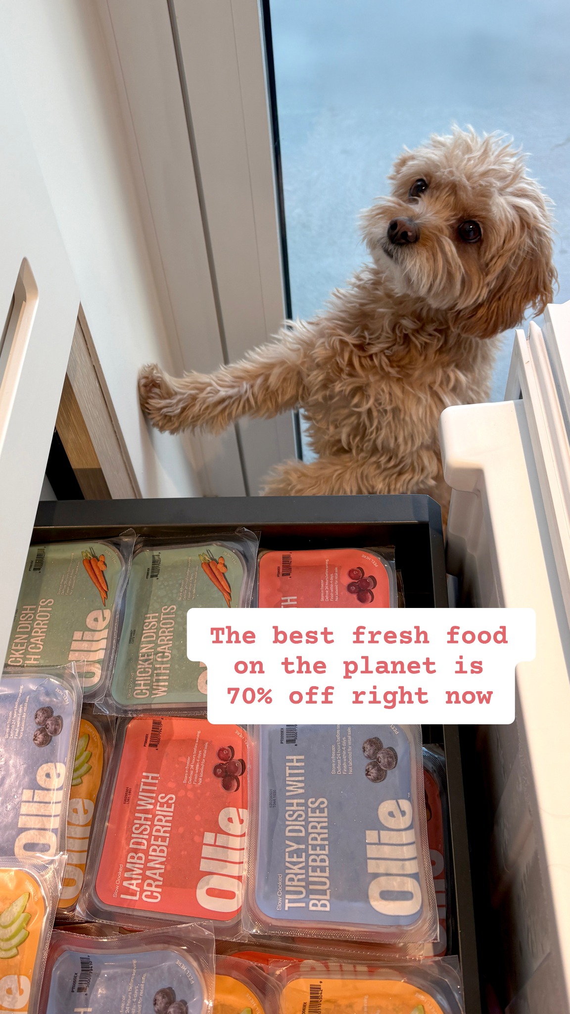 You love them like family. Now you can feed them like it too—with 70% OFF your first Ollie box and a free heart-shaped bowl 🐶❤️

🥩 Made with real, human-grade ingredients
🧑‍⚕️ Formulated with vet nutritionists
🐾 Designed