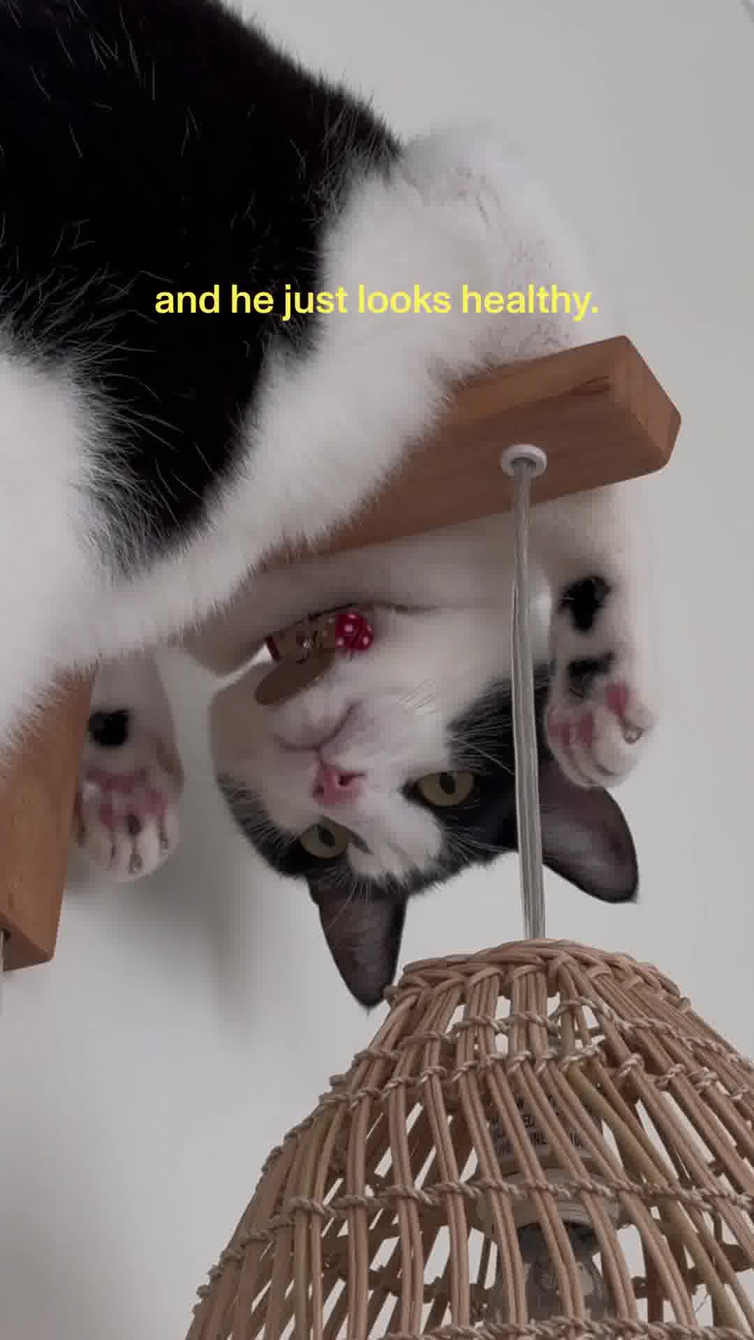 Human-Grade Fresh Cat Food