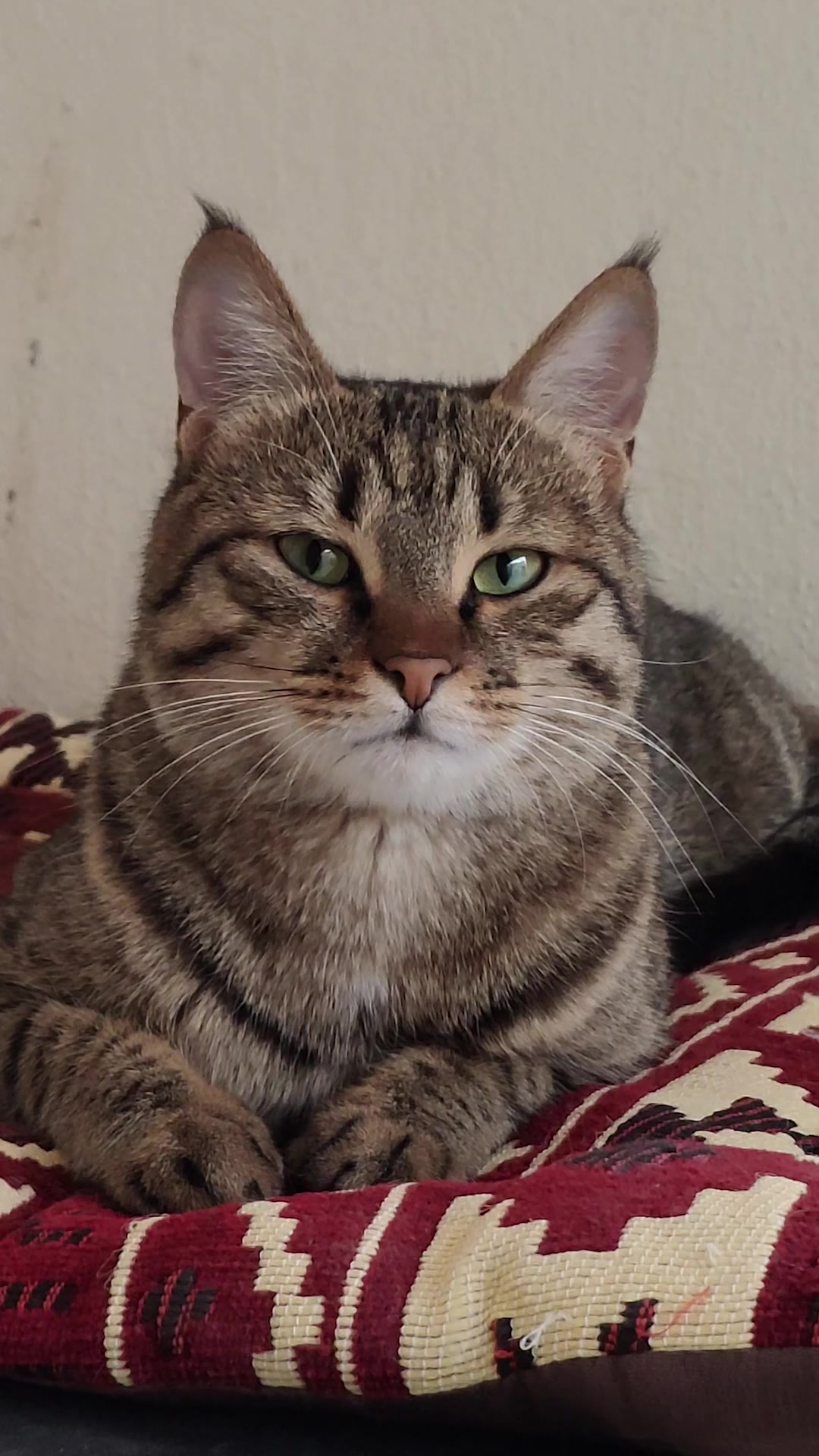 Human-Grade Fresh Cat Food