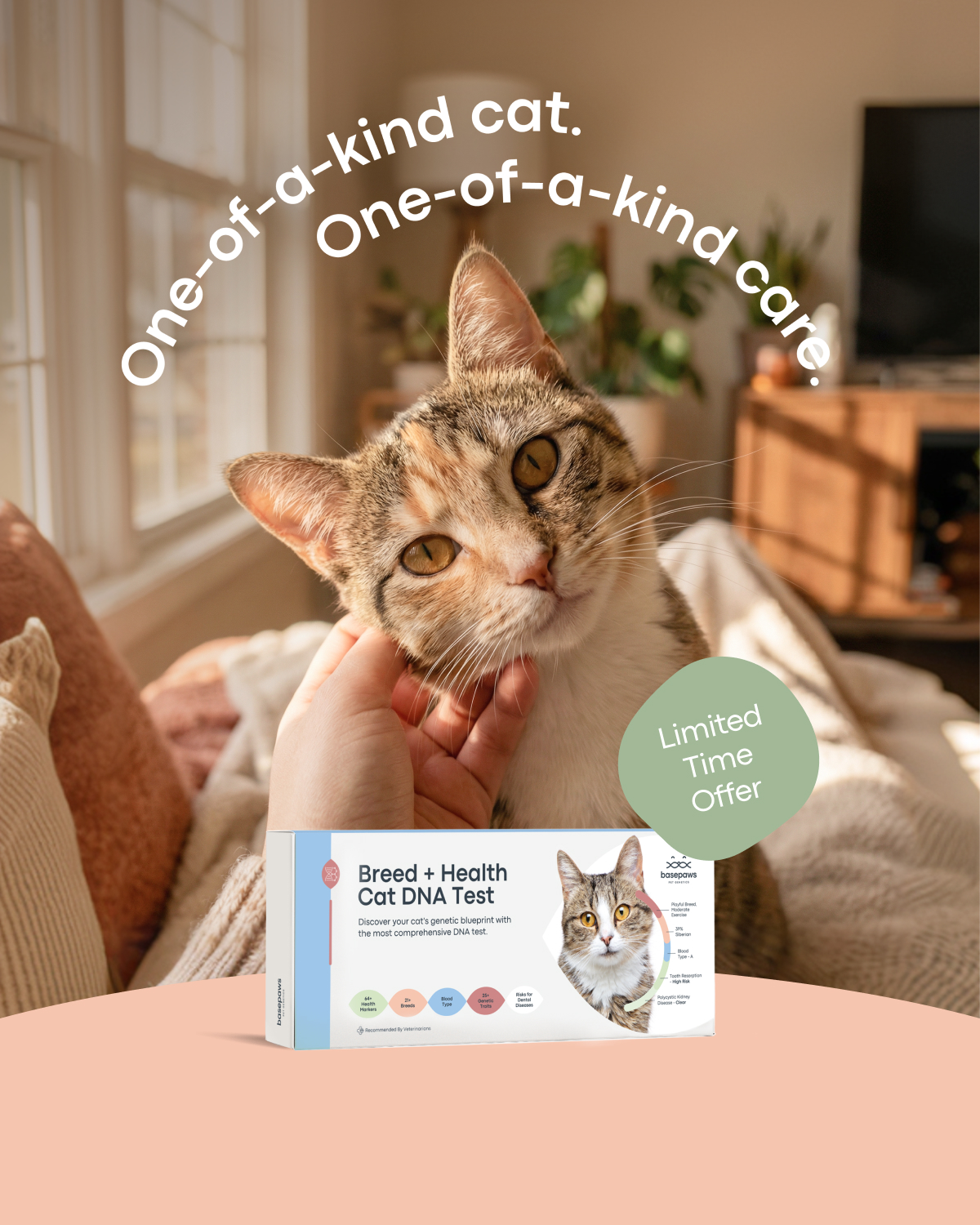 Find out what your cat’s DNA can reveal about their breed, traits, and health so you can better understand and care for them.
