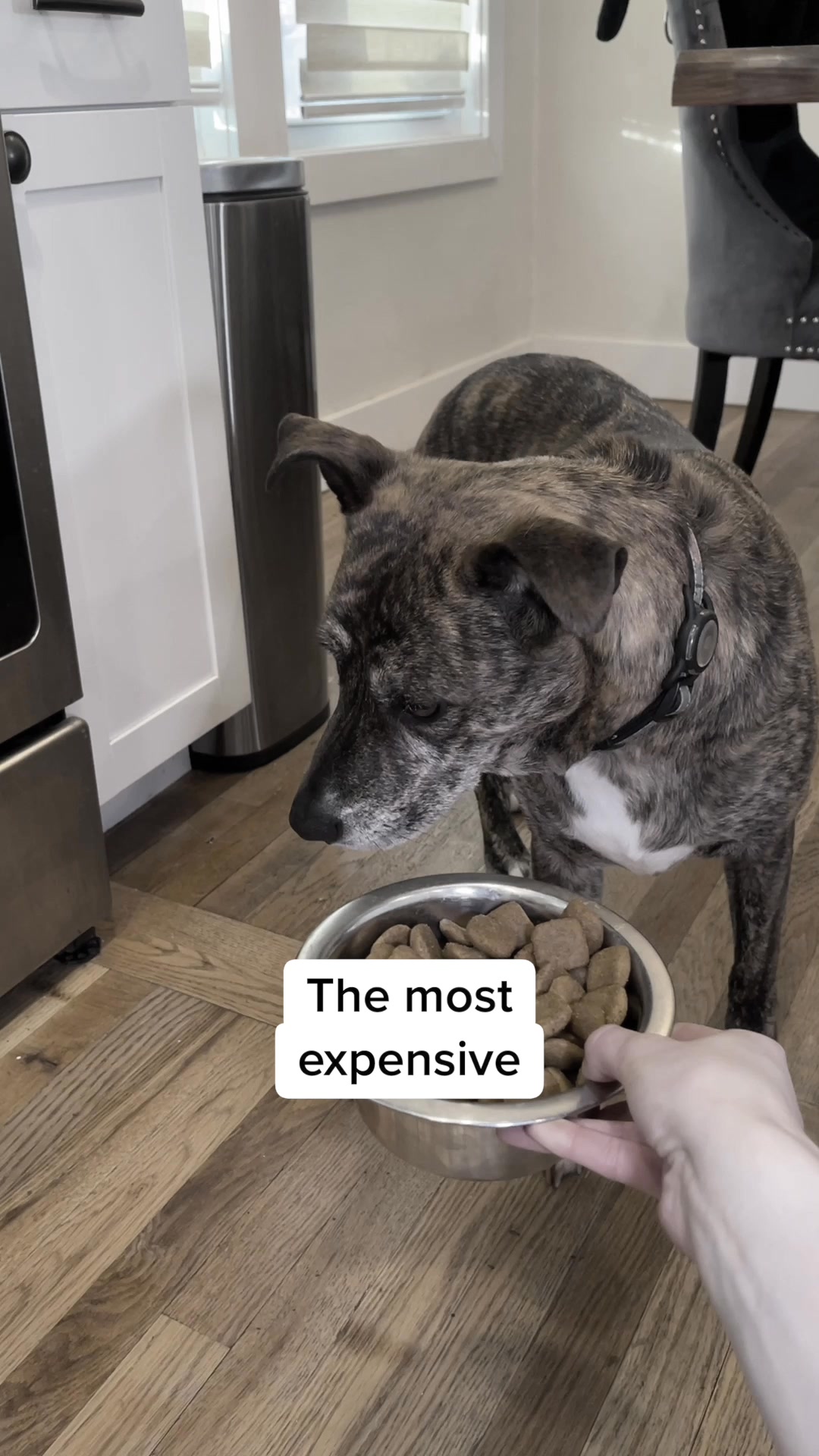 Ancient Grains Dog Kibble is a nutrient-dense, protein-packed kibble 💚

Unlike other brands, our ingredients pass the sniff test: natural superfoods like pumpkin and coconut oil combine with essential vitamins and nutrie