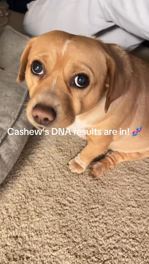 @embarkvet cashew’s DNA test results ❤️