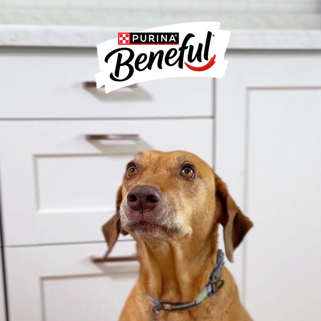 Beneful 💥 Kick Boring in the Bowl