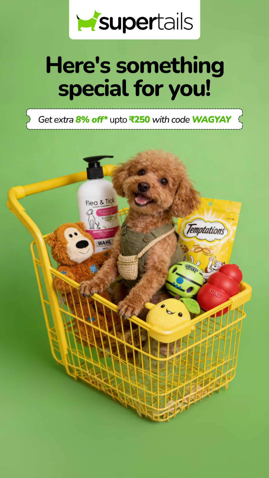 Everything dogs need here