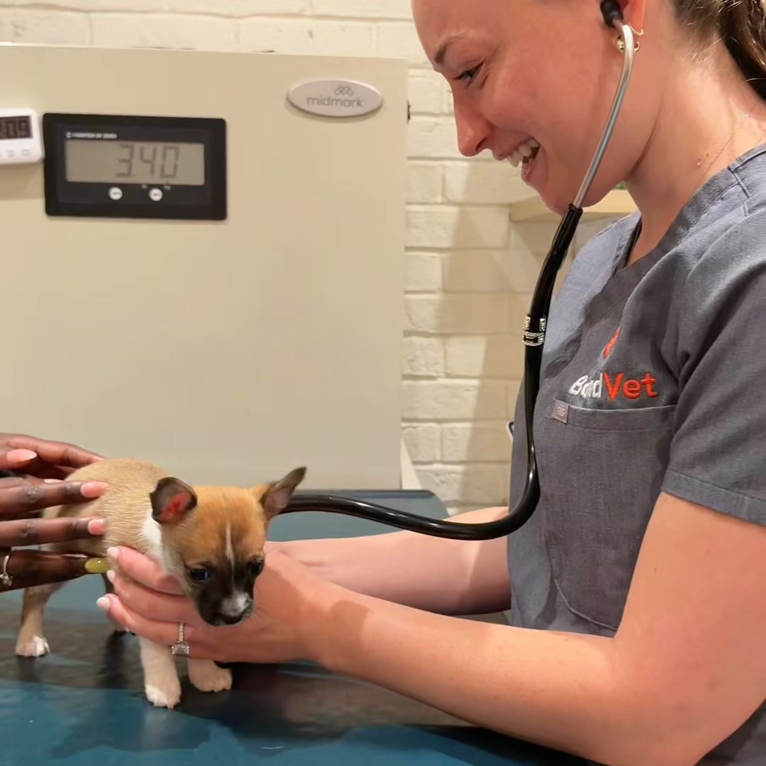 No Surprise Vet Bills